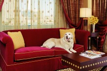Hotel-Room-With-Dog